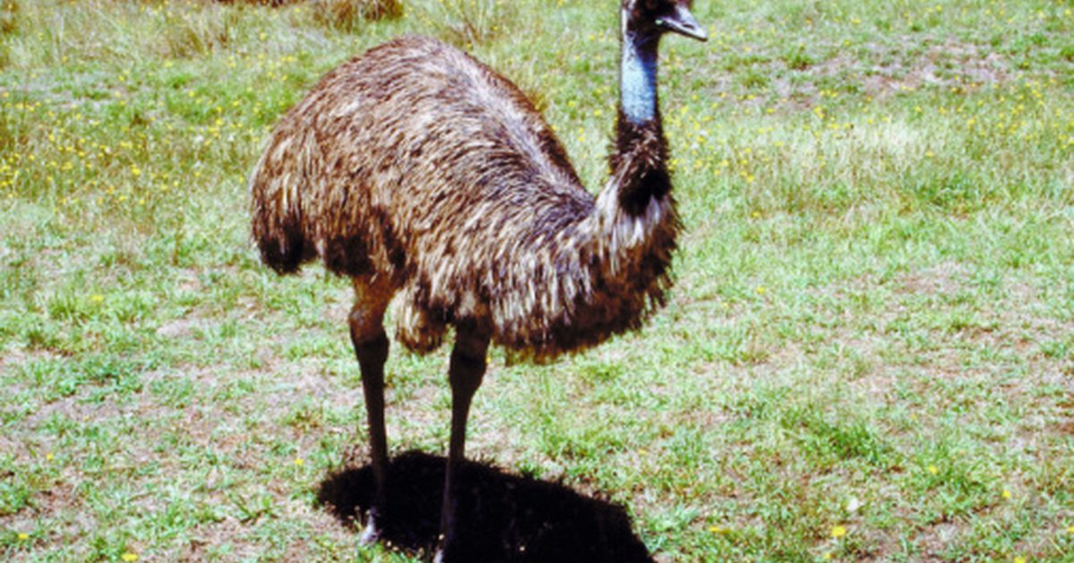 Emu oleje a hubnutí